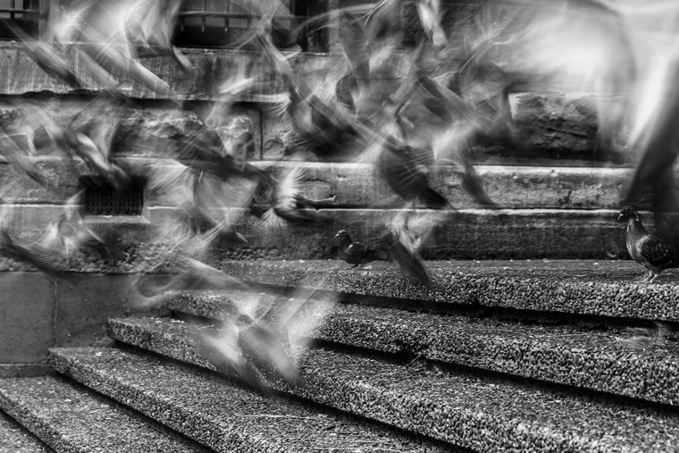 St Andrew's Cathedral, Town Hall, Sydney | Pigeons 02 | 2026